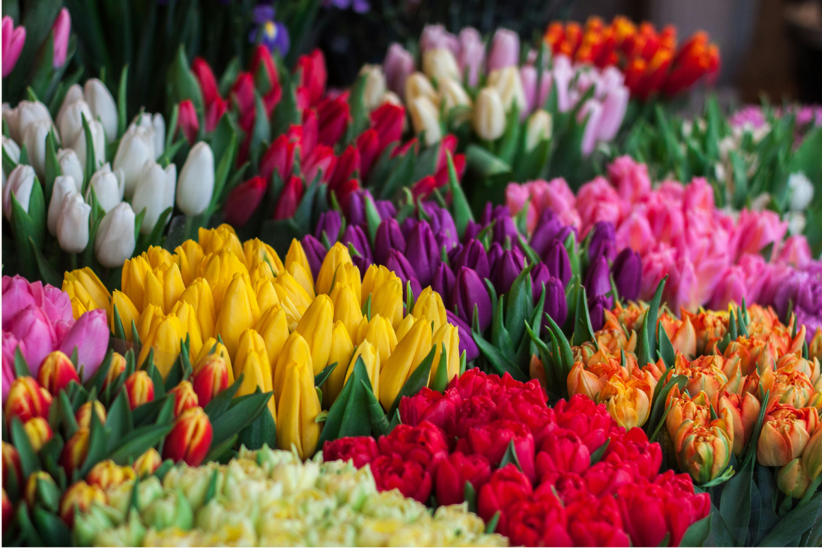 Best Flowers to Send for Every Occasion: Birthdays, Anniversaries, Thank You & More