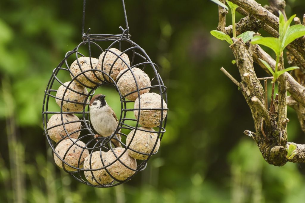 Wie Sie das richtige Futter für verschiedene Vogelarten auswählen