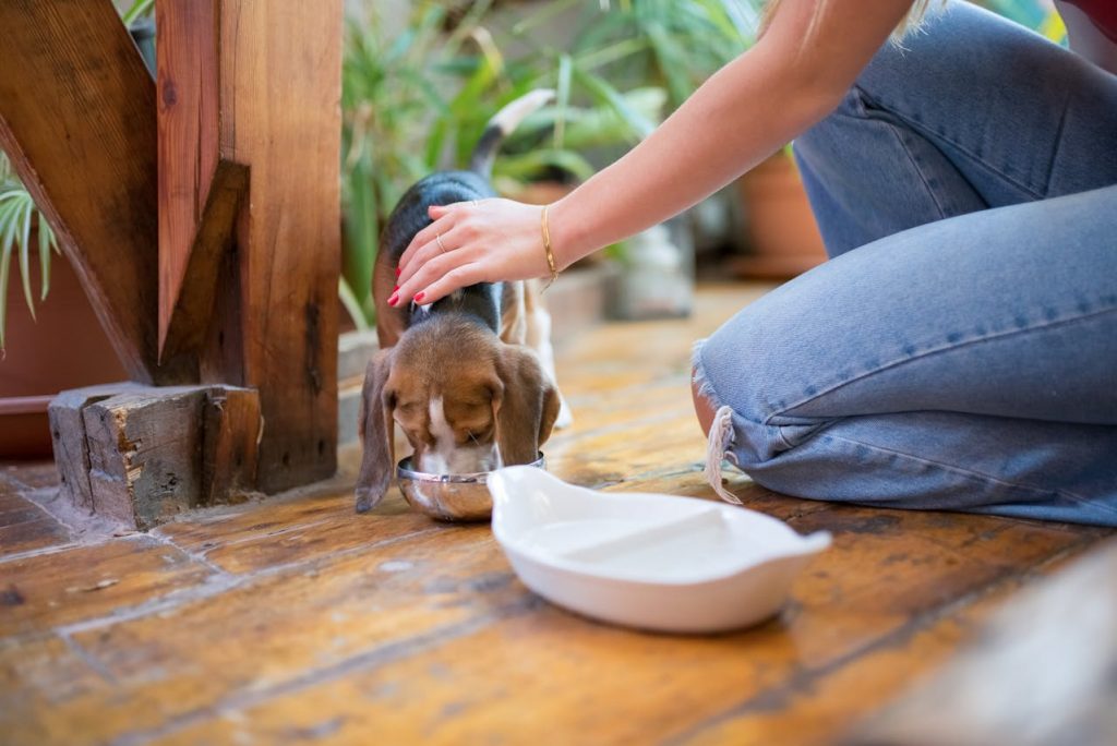 Making Healthy Feeding Simple for Everyday Dog Owners