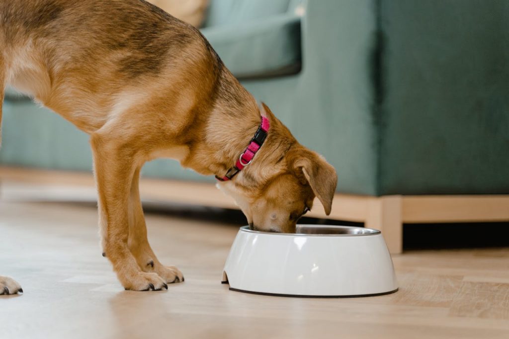 Why Modern Dog Owners Are Rethinking Everyday Meals